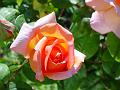 2002-0627Rose